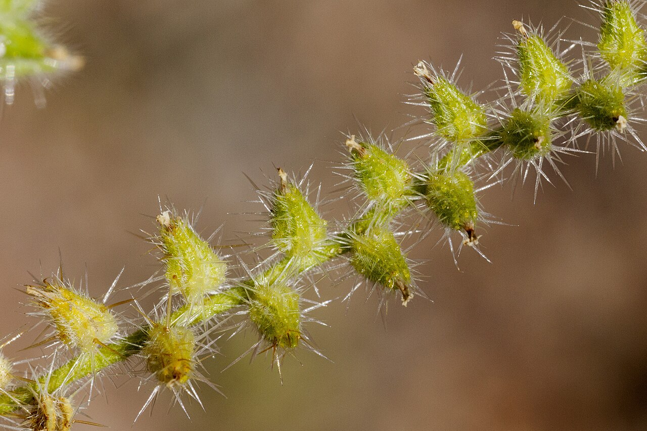 Thicksepal cryptantha: Cryptantha crassisepala , west side of the Rio Grande, west-northwest of Mesilla Dam and southwest of Mesilla Park, 32.2298 -106.8177, Doña Ana County, New Mexi