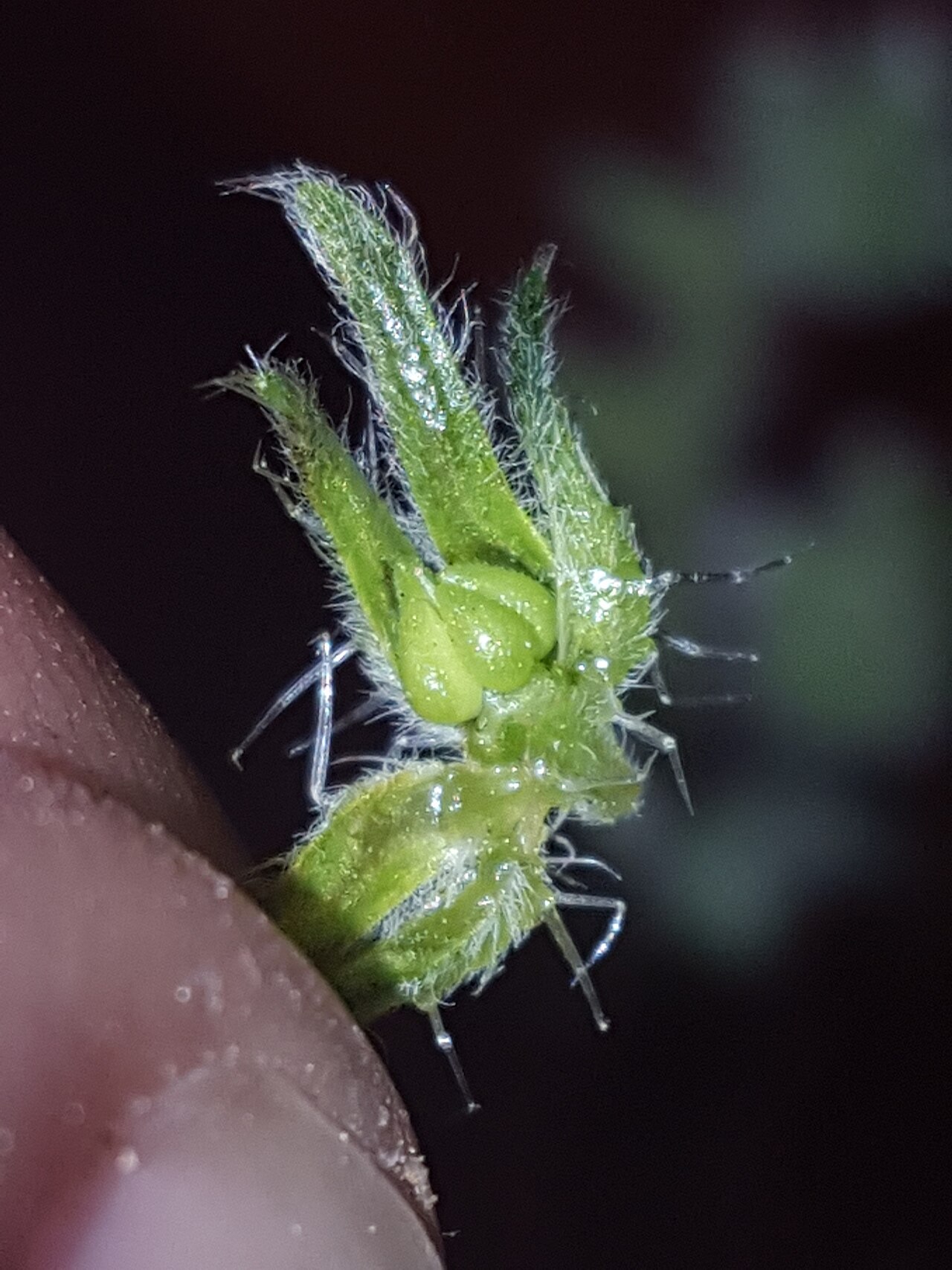 Thicksepal cryptantha: Thicksepal Cryptantha ( Cryptantha crassisepala ) in the United States