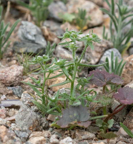 Guadalupe cryptantha (Cryptantha maritima)