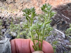 Guadalupe cryptantha (Cryptantha maritima)