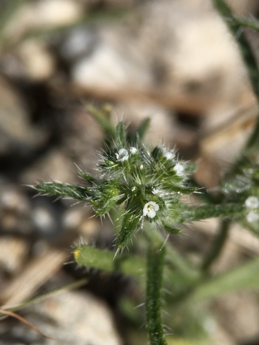 Guadalupe cryptantha (Cryptantha maritima)