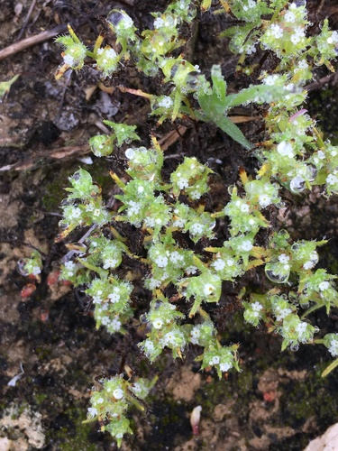 Guadalupe cryptantha (Cryptantha maritima)