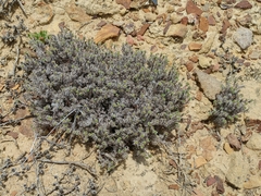 Guadalupe cryptantha (Cryptantha maritima)