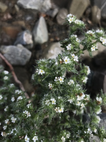 Guadalupe cryptantha (Cryptantha maritima)