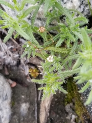 Guadalupe cryptantha (Cryptantha maritima)