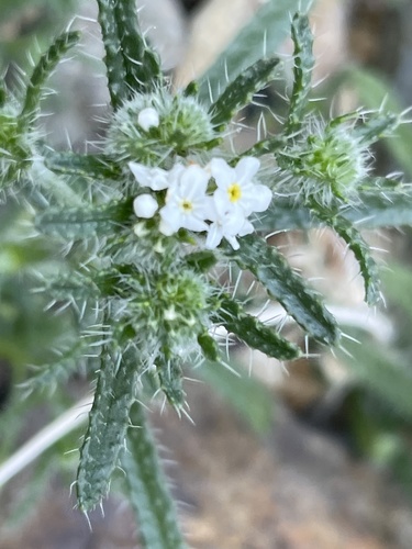 Guadalupe cryptantha (Cryptantha maritima)