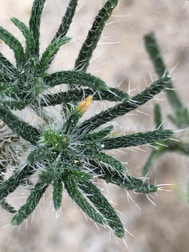 Guadalupe cryptantha (Cryptantha maritima)