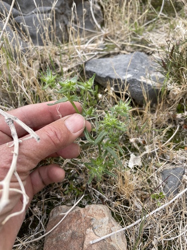 Guadalupe cryptantha (Cryptantha maritima)