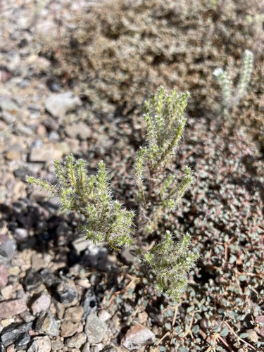 Guadalupe cryptantha (Cryptantha maritima)