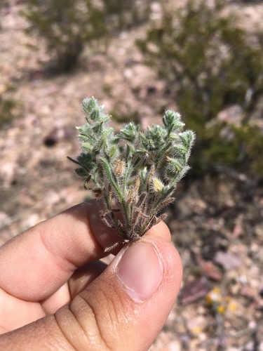 Little cryptantha (Cryptantha minima)