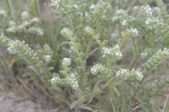 Little cryptantha (Cryptantha minima)
