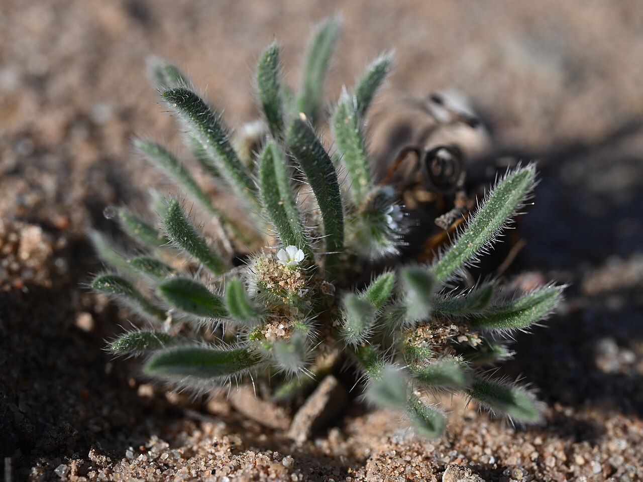 Little cryptantha: Cryptantha minima E from Radium Springs, New Mexico