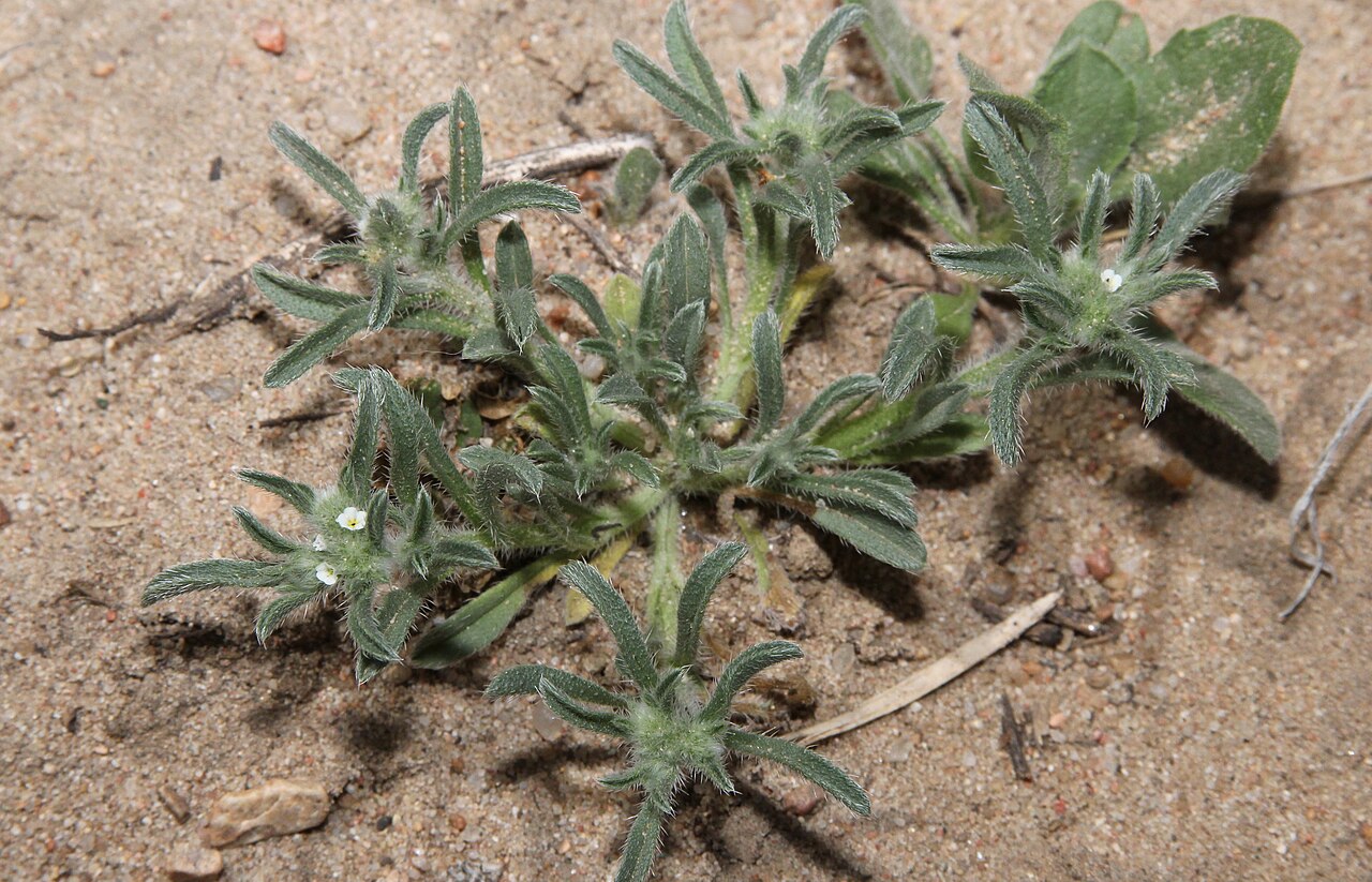 Little cryptantha: Little cryptantha, Cryptantha minima . Sandsage Bison Range and Wildlife Refuge, Garden City, KS