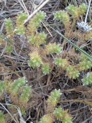 Little cryptantha (Cryptantha minima)