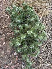 Little cryptantha (Cryptantha minima)