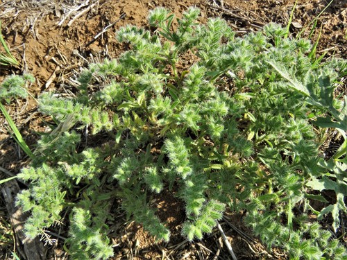 Little cryptantha (Cryptantha minima)