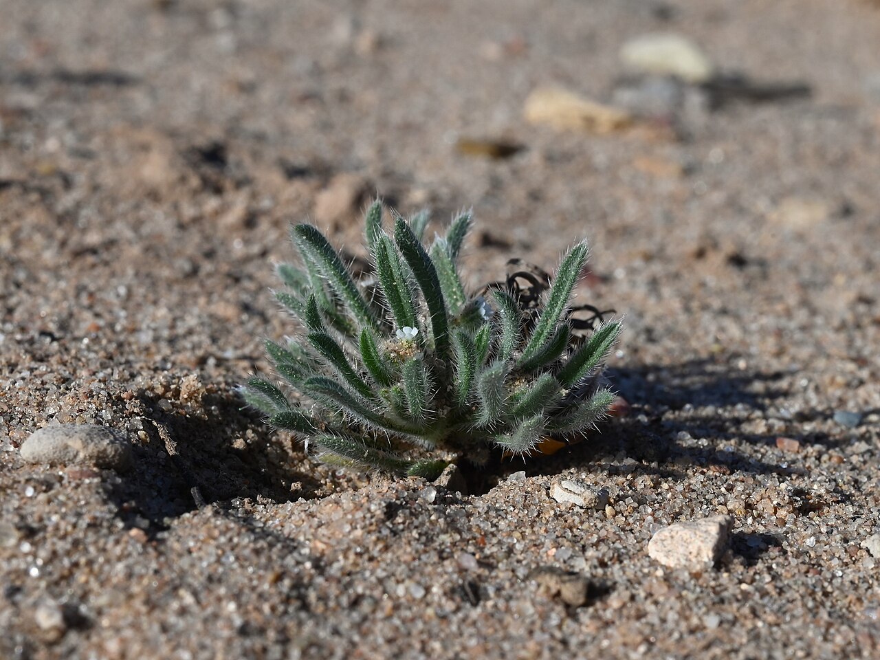 Little cryptantha: Cryptantha minima E from Radium Springs, New Mexico