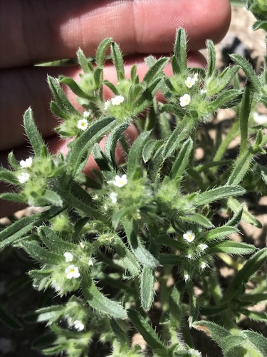 Little cryptantha (Cryptantha minima)
