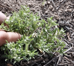 Little cryptantha (Cryptantha minima)