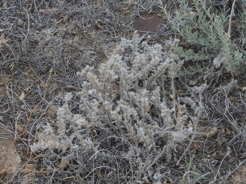 Little cryptantha (Cryptantha minima)