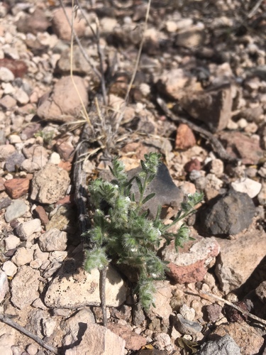 Little cryptantha (Cryptantha minima)