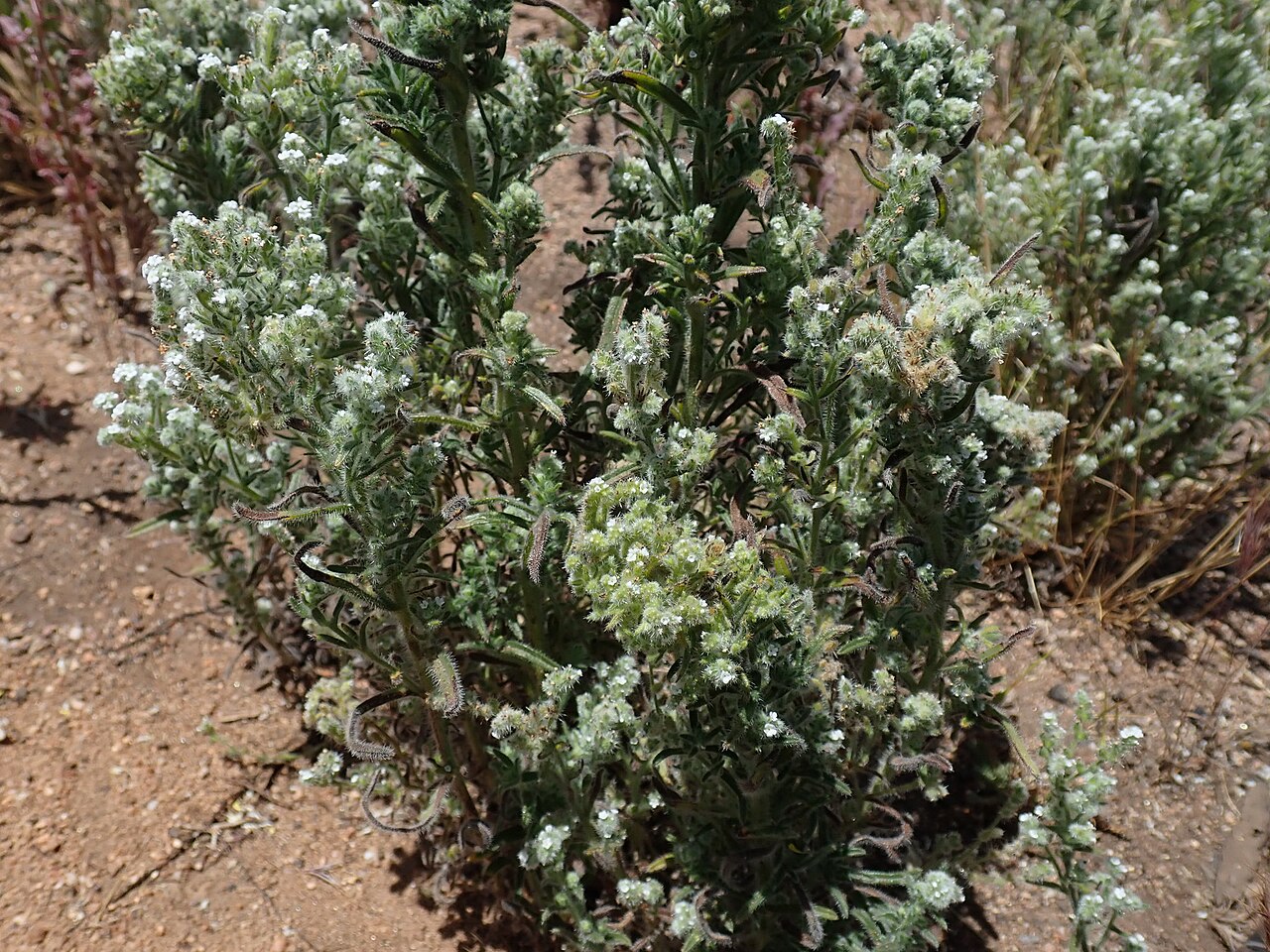 Pointed cryptantha: Jones' Cryptantha (Cryptantha muricata var. jonesii). Variety of plant.