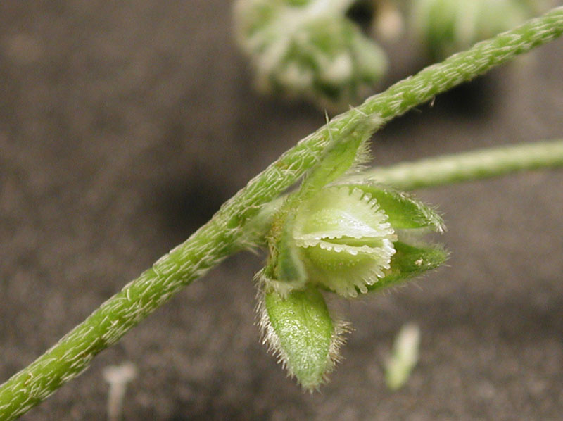 Wingnut cryptantha: Cryptantha pterocarya , wingnut cryptantha. Robbins Butte, Maricopa County, Arizona, USA