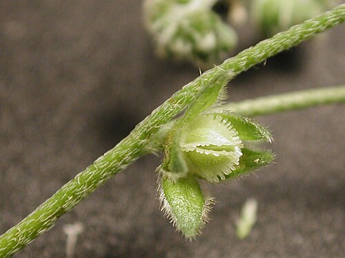 Wingnut cryptantha: Cryptantha pterocarya , wingnut cryptantha. Robbins Butte, Maricopa County, Arizona, USA