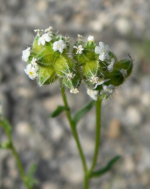 Wingnut cryptantha: Cryptantha pterocarya near the road in lower Kyle Canyon, Spring Mountains, southern Nevada