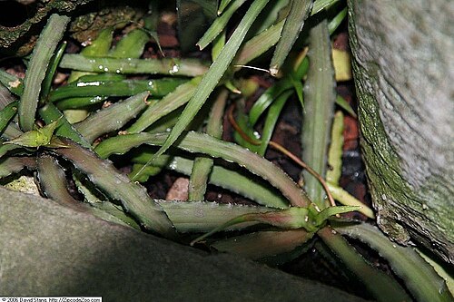 Cryptanthus acaulis: Location taken: United States Botanic Garden. Names: Cryptanthus acaulis (Lindl.) Beer Classification: Plantae > Magnoliophyta > Liliopsida > Poales > Bromeliac