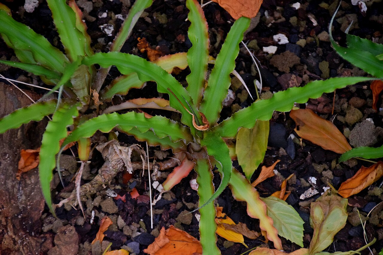 Cryptanthus bahianus: Cryptanthus bahianus in Tropengewächshäuser des Botanischen Gartens, Hamburg
