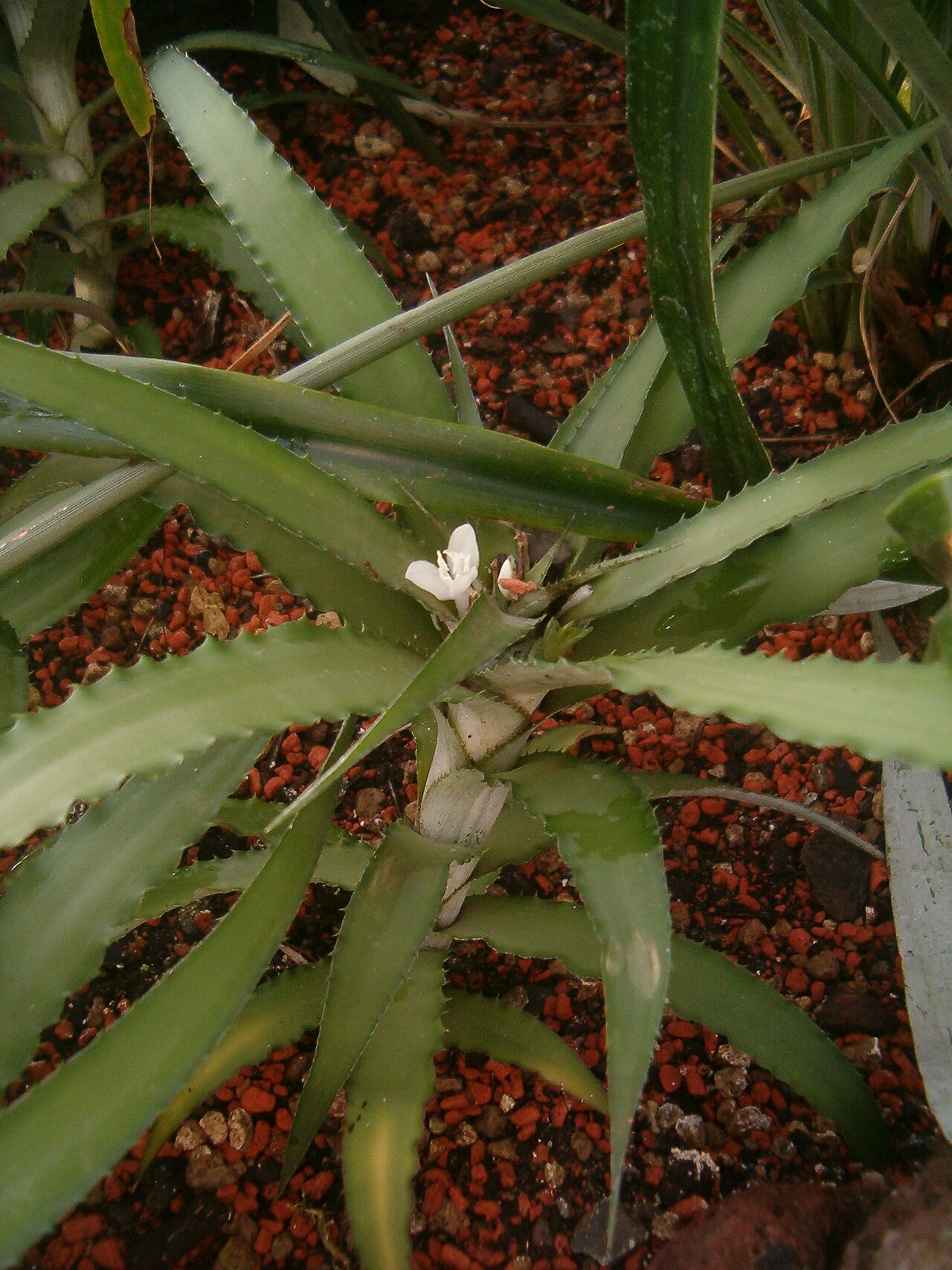 Cryptanthus bahianus: At Botanical Gardens Berlin-Dahlem Species Cryptanthus bahinanus