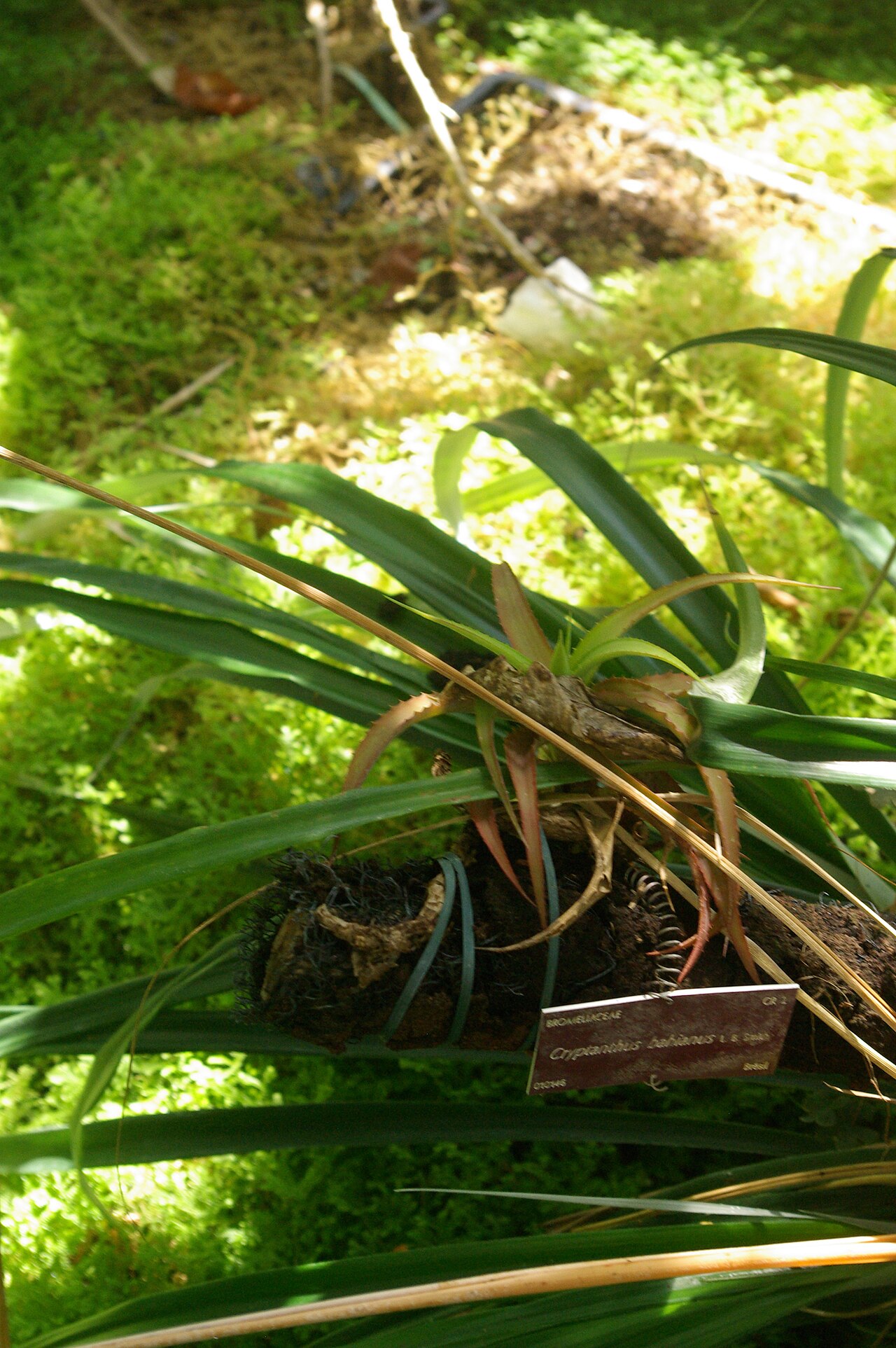 Cryptanthus bahianus: Cryptanthus bahianus, Conservatoire botanique national de Brest