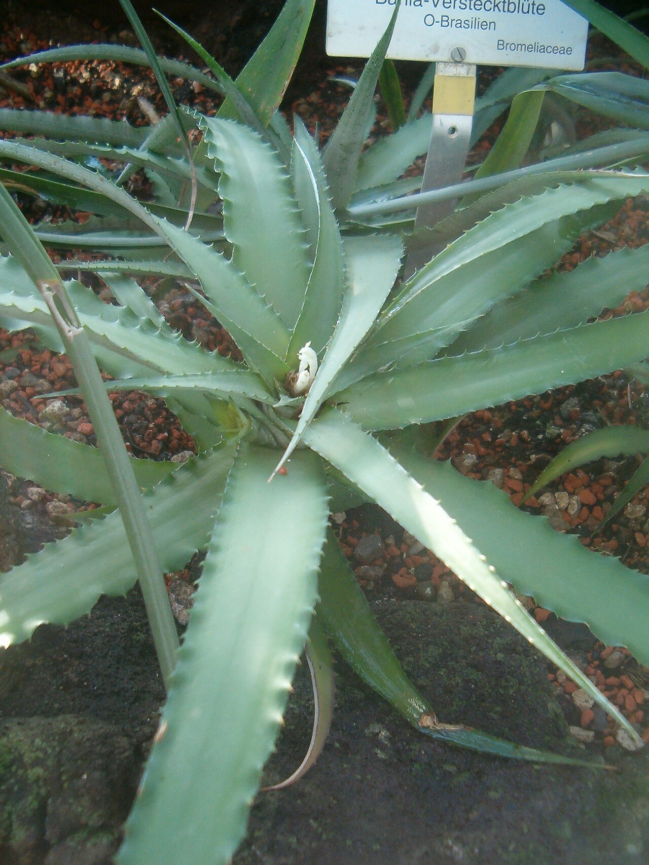 Cryptanthus bahianus: At Botanical Gardens Berlin-Dahlem Species Cryptanthus bahinanus