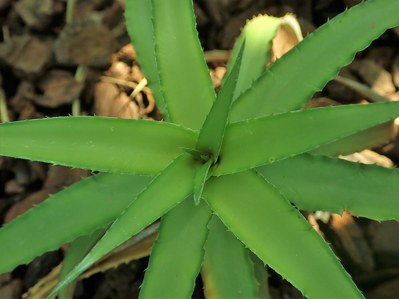 Cryptanthus bahianus: Cryptanthus bahianus , Berlin-Dahlem Botanical Garden.