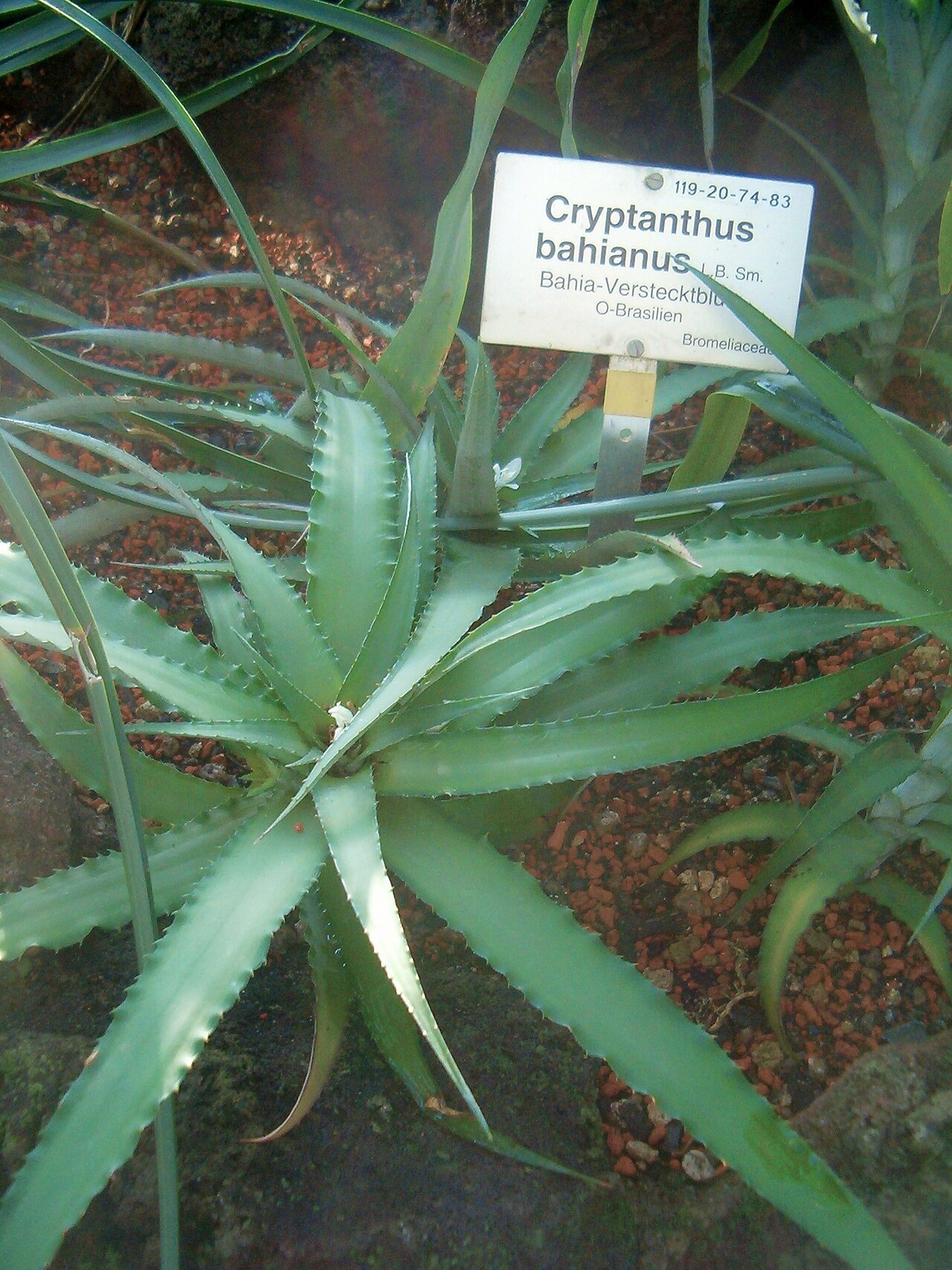 Cryptanthus bahianus: At Botanical Gardens Berlin-Dahlem Species Cryptanthus bahinanus