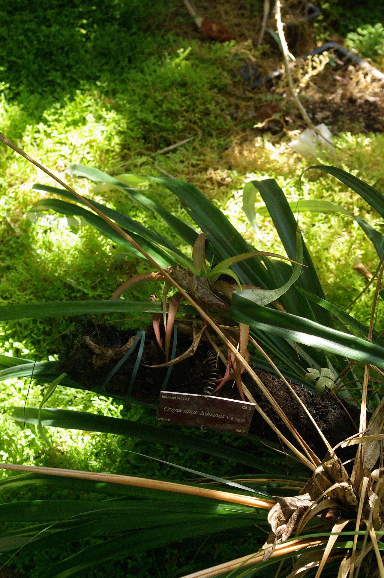 Cryptanthus bahianus: Cryptanthus bahianus, Conservatoire botanique national de Brest