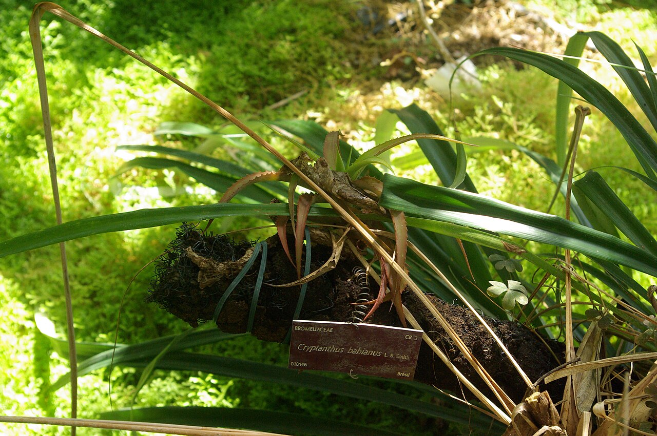 Cryptanthus bahianus: Cryptanthus bahianus, Conservatoire botanique national de Brest