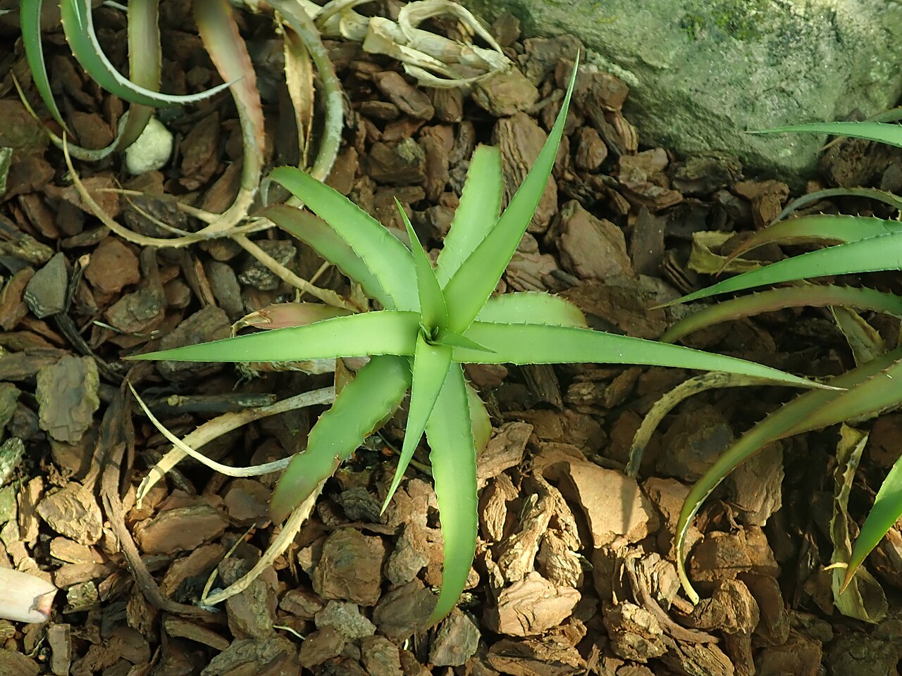 Cryptanthus bahianus: Cryptanthus bahianus , Berlin-Dahlem Botanical Garden.