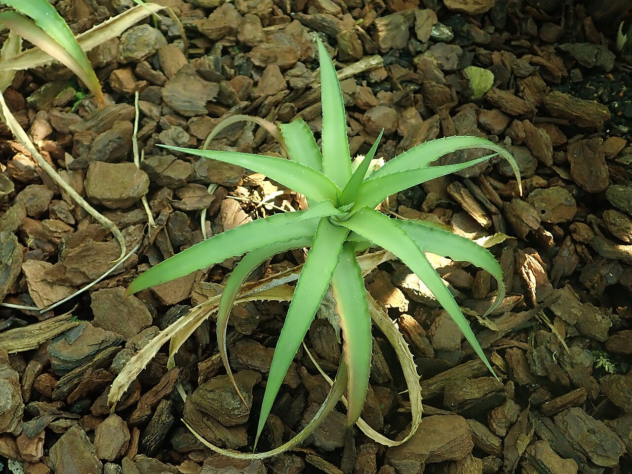 Cryptanthus bahianus: Cryptanthus bahianus , Berlin-Dahlem Botanical Garden.