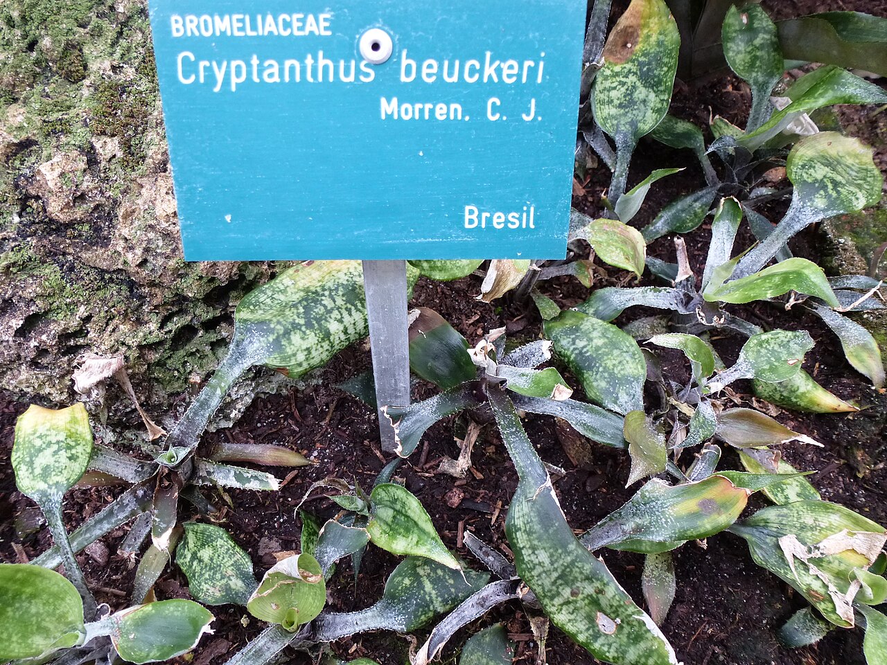 Cryptanthus beuckeri: Cryptanthus beuckeri - Serres d'Auteuil - Jardin botanique de la Ville de Paris - France