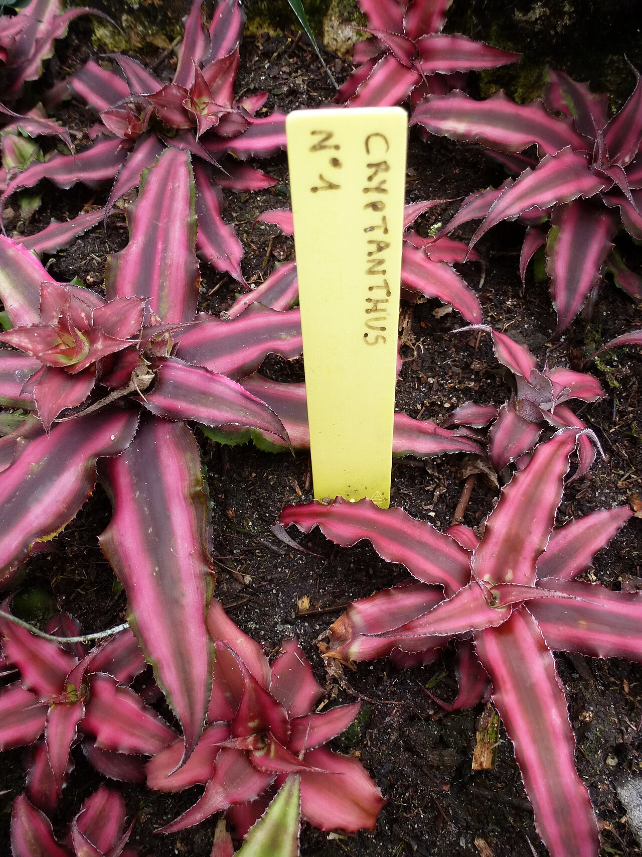 Earth star: Cryptanthus sp. - Serres d'Auteuil - Jardin botanique de la Ville de Paris - France