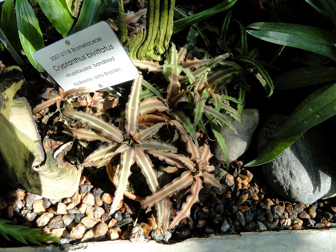 Earth star: Botanical specimen. The University of Helsinki Botanical Garden at Kaisaniemi