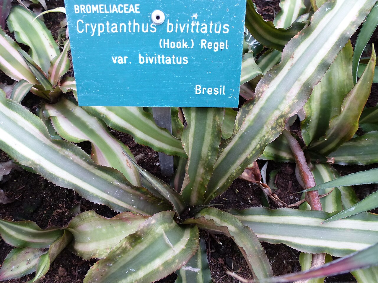 Earth star: Cryptanthus bivittatus var. bivittatus - Serres d'Auteuil - Jardin botanique de la Ville de Paris - France