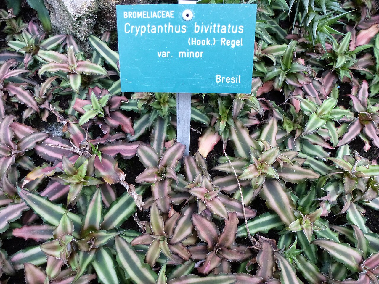 Earth star: Cryptanthus bivittatus var. minor - Serres d'Auteuil - Jardin botanique de la Ville de Paris - France