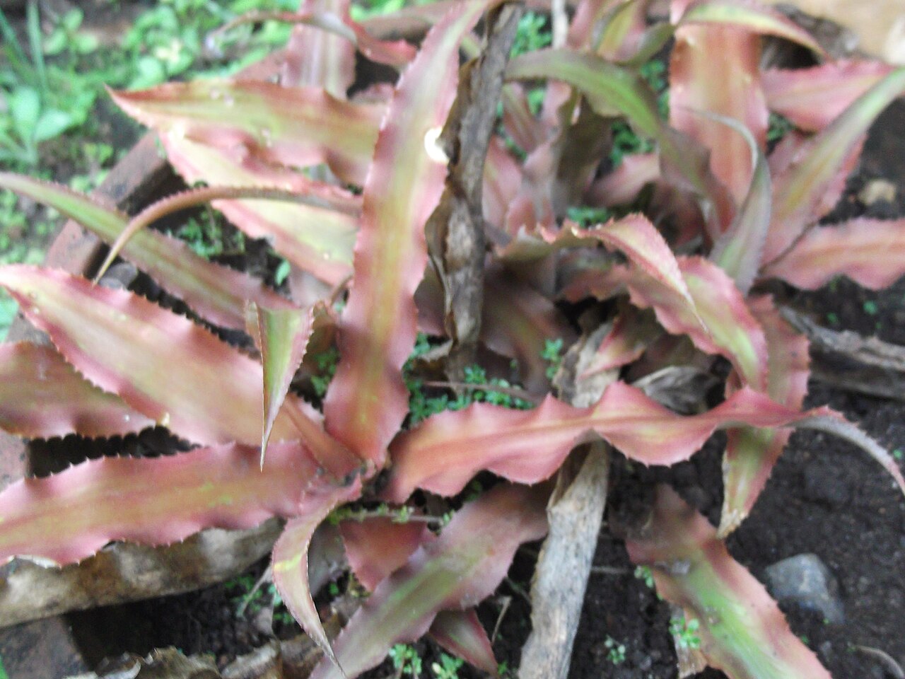 Earth star: Terrestrial,rosette,green coppery red leaves,toothed.