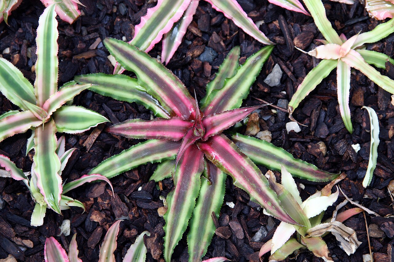 Earth star: Location taken: Rawlings Conservatory & Botanic Gardens, Baltimore MD USA. Names: Cryptanthus bivittatus 'Pink Starlite' , Pink Starlite Earth Star, Pink Starli