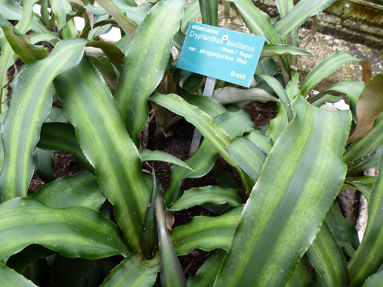 Earth star: Cryptanthus bivittatus var. atropurpureus - Serres d'Auteuil - Jardin botanique de la Ville de Paris - France