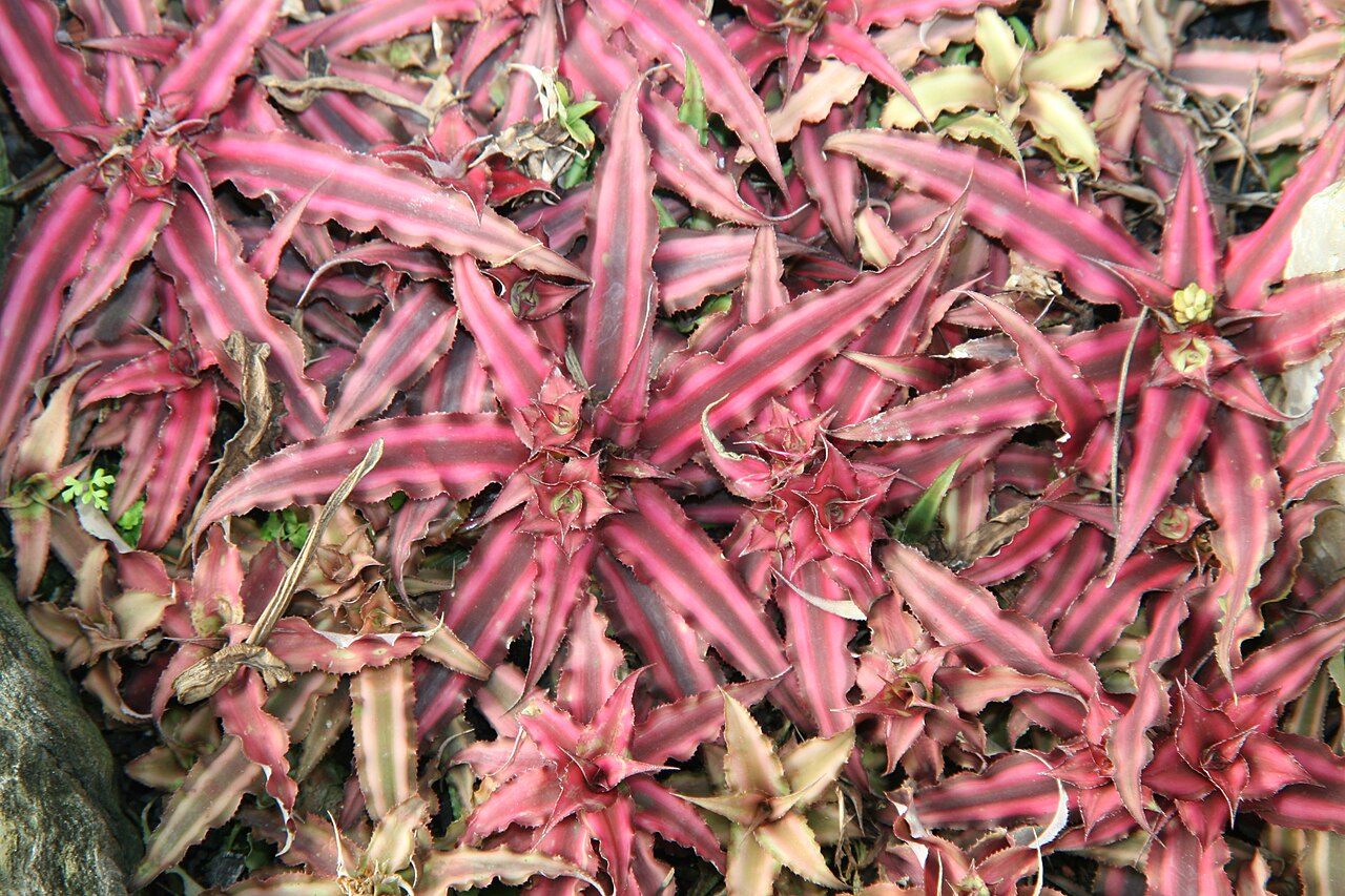Earth star: Location taken: Longwood Gardens, Kennett Square, Pennsylvania.. Names: Cryptanthus bivittatus (Hook.) Regel, Earth Star, Starfish Plant, 絨葉小鳳 Classification: P