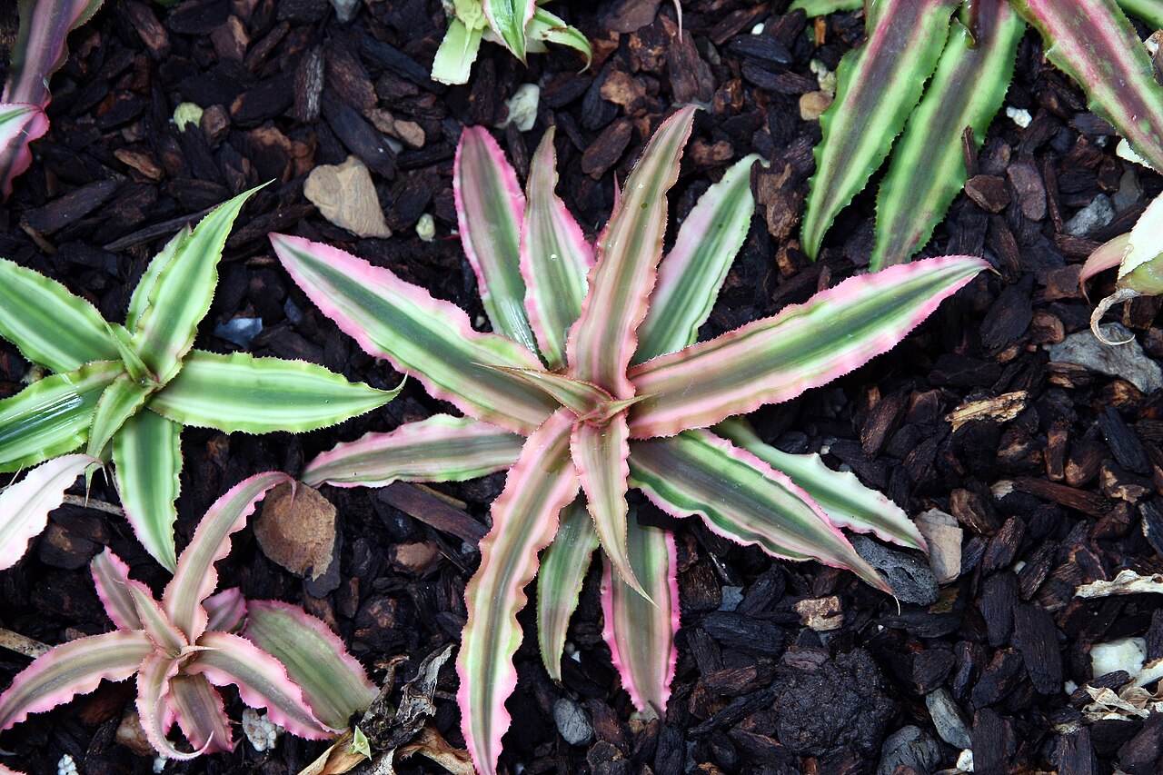 Earth star: Location taken: Rawlings Conservatory & Botanic Gardens, Baltimore MD USA. Names: Cryptanthus bivittatus 'Pink Starlite' , Pink Starlite Earth Star, Pink Starli